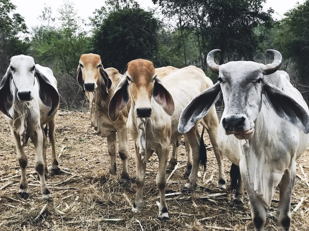 Cows, Thailand